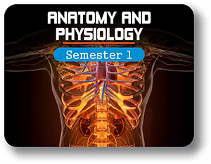 Anatomy and Physiology - Semester - 1: Introduction